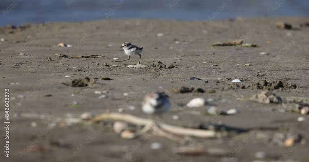 Waders or shorebirds, little ringed plover chick on the beach. Italy, Giulianova. Waders or shorebirds, little ringed plover chick on the beach. Italy, Giulianova.