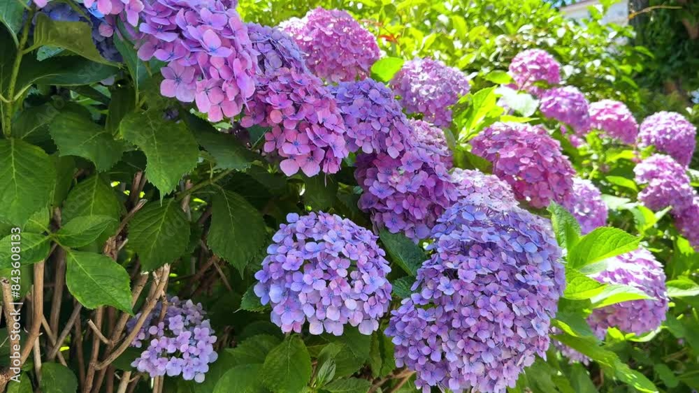 Blooming purple hydrangeas in a sunny garden with lush green leaves Blooming purple hydrangeas in a sunny garden with lush green leaves