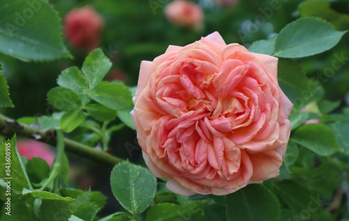 Orange rose bush in the garden