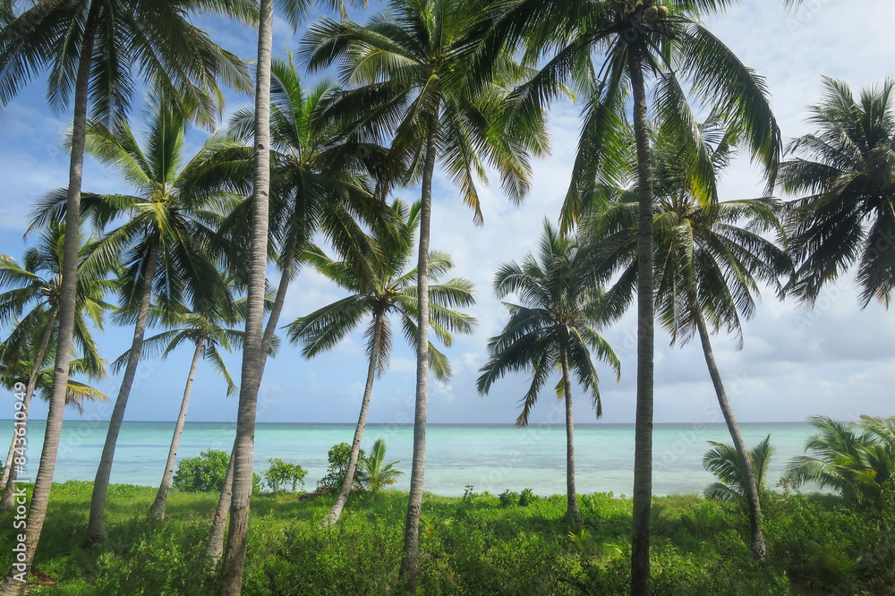 Tropical tall coconut trees, turquoise waters and sunshine at the Sawa island in Wakatobi National Park Tropical tall coconut trees, turquoise waters and sunshine at the Sawa island in Wakatobi National Park