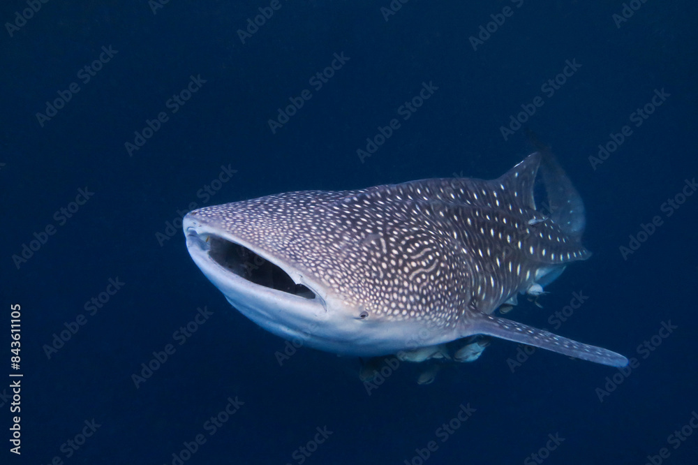 Naklejka premium Close up veiw of a giant whale shark (Rhincodon typus), the largest fish species on the planet, in the blue water at the coast of East Kalimantan in Indonesia