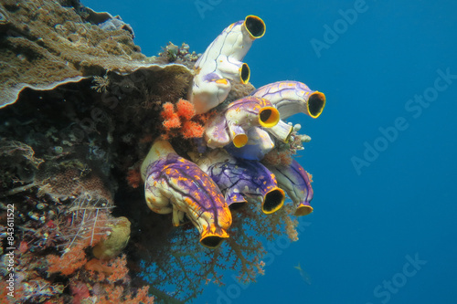 Ox heart ascidian, a heart-shaped species of tunicate in a tropical waters of Wakatobi National Park in Indonesia photo