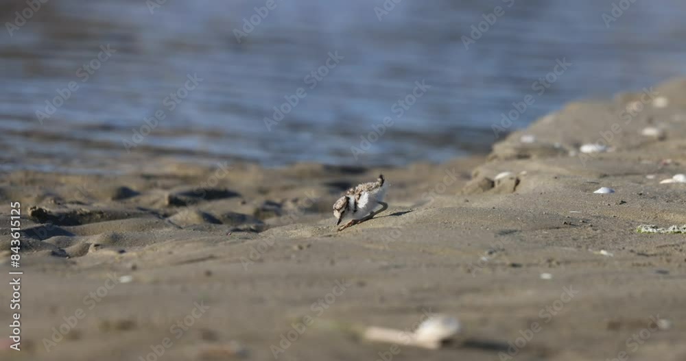 Waders or shorebirds, little ringed plover chick on the beach. Italy, Giulianova. Waders or shorebirds, little ringed plover chick on the beach. Italy, Giulianova.