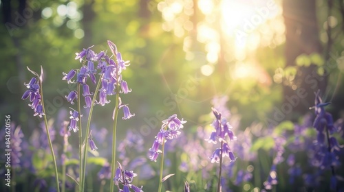 Vivid purple bluebell flowers in sunlight with a shallow depth of field against a green woodland backdrop photo
