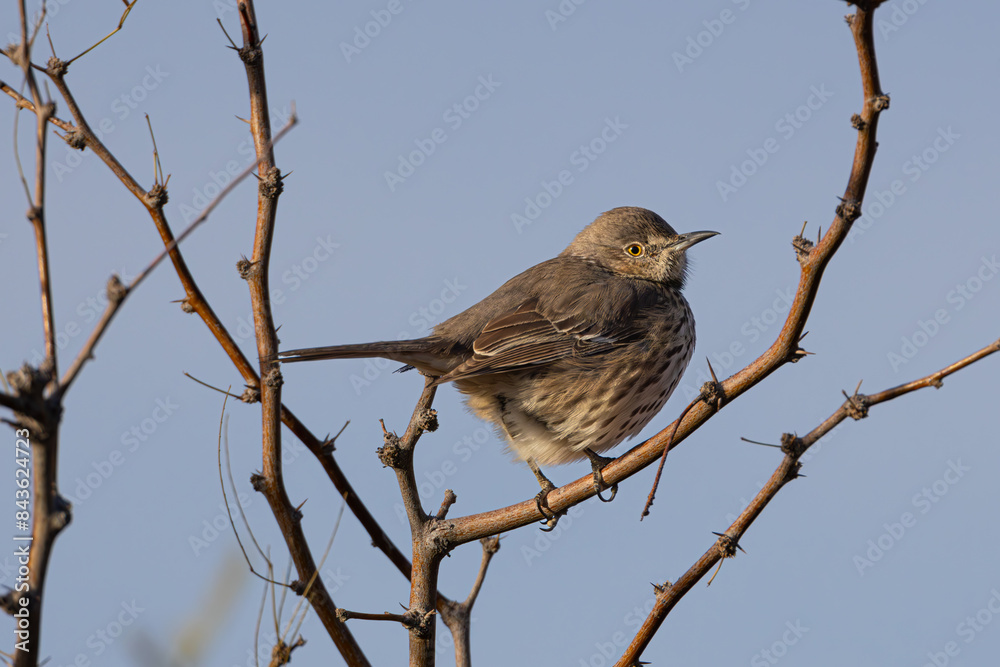 Fototapeta premium Sage Thrasher