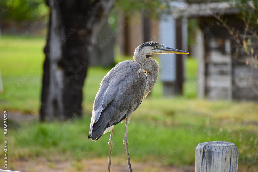 Fototapeta premium Heron Bird