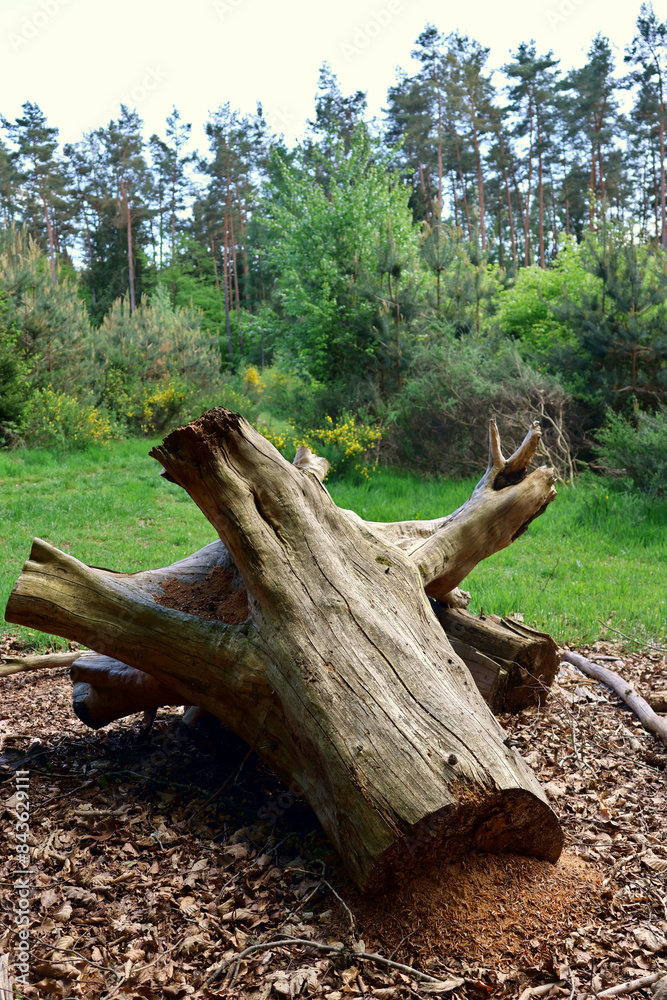 Ameisennest am Fuße eins abgesägten kahlen Baumstumpfs im Wald in der Südeifel bei Prümzurlay im Eifelkreis Bitburg-Prüm. Ameisennest am Fuße eins abgesägten kahlen Baumstumpfs im Wald in der Südeifel bei Prümzurlay im Eifelkreis Bitburg-Prüm.