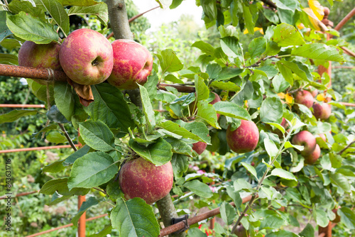 Ripe red apples growing on a tree espalier in a UK garden
