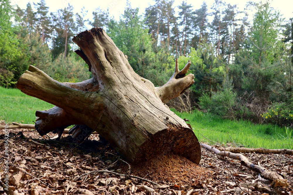 Fototapeta premium Ameisennest am Fuße eins abgesägten kahlen Baumstumpfs im Wald in der Südeifel bei Prümzurlay im Eifelkreis Bitburg-Prüm. 