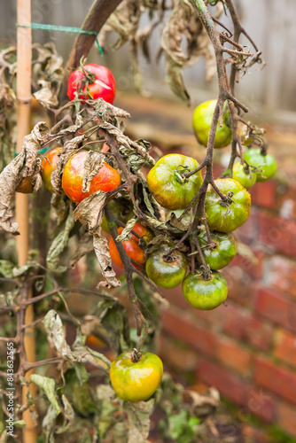 Tomato problems, blight. Tomato plant wilt disease in UK garden