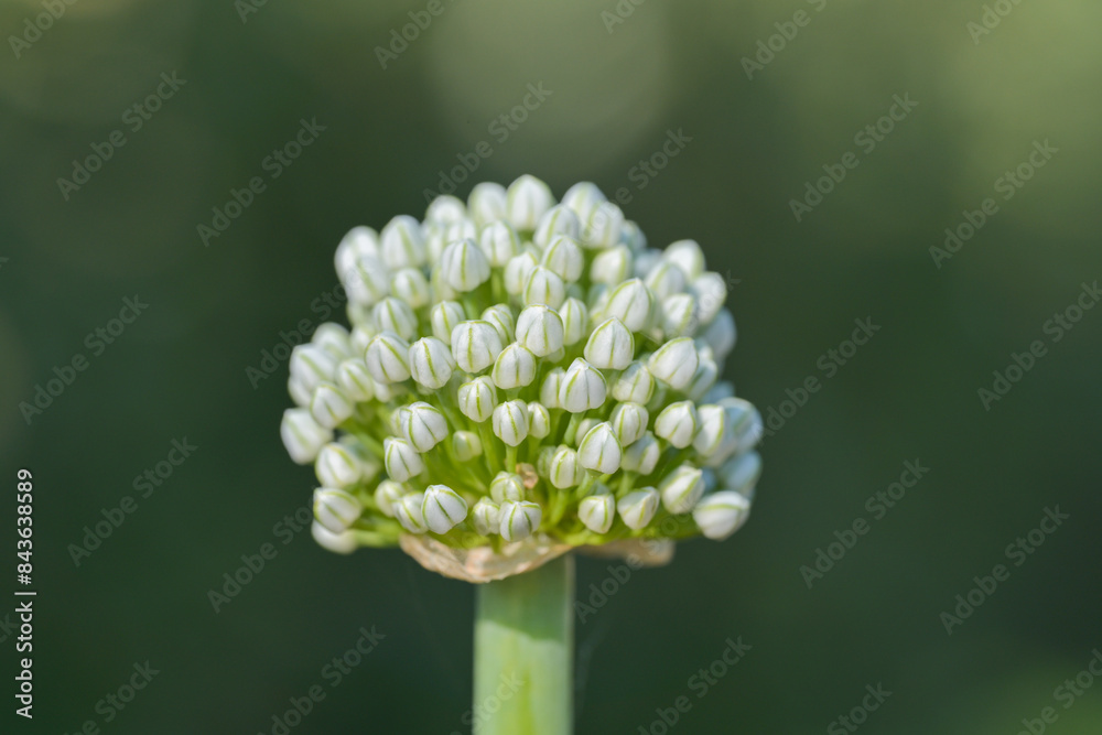 Green onion Shallots flowers in macro Green onion Shallots flowers in macro