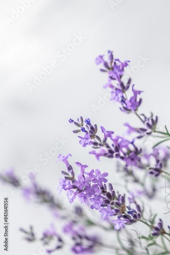 flower Photography  Lavandula dentata Royal Crown  copy space on right  Close up view  Isolated on white Background