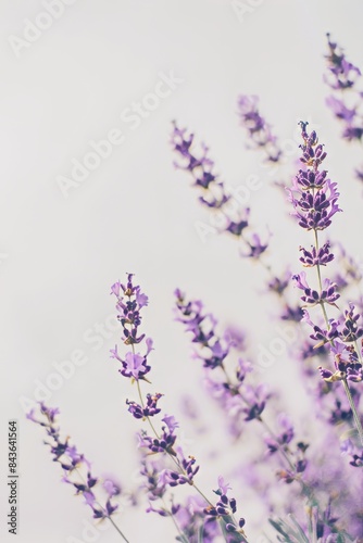 flower Photography  Lavandula dentata Royal Crown  copy space on right  Close up view  Isolated on white Background