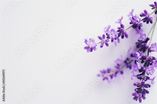 flower Photography  Lavandula lanata  copy space on right  Close up view  Isolated on white Background