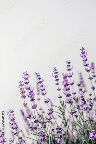 flower Photography  Lavandula pinnata  copy space on right  Close up view  Isolated on white Background