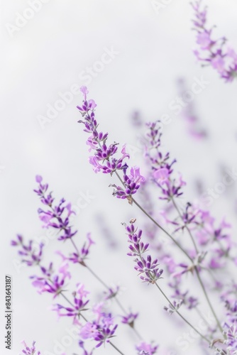 flower Photography  Lavandula stoechas  copy space on right  Close up view  Isolated on white Background