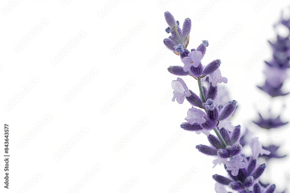 flower Photography, Lavandula x intermedia, copy space on right, Close up view, Isolated on white Background flower Photography, Lavandula x intermedia, copy space on right, Close up view, Isolated on white Background