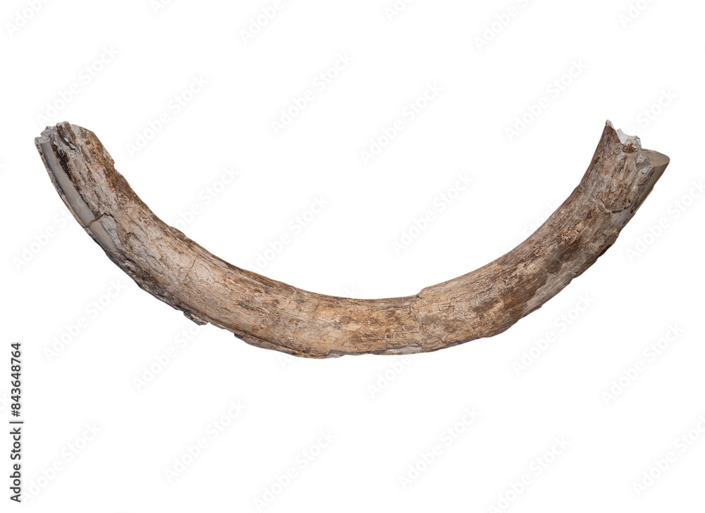 fossil of tusk mammoth on white, isolated fossil of tusk mammoth on white, isolated