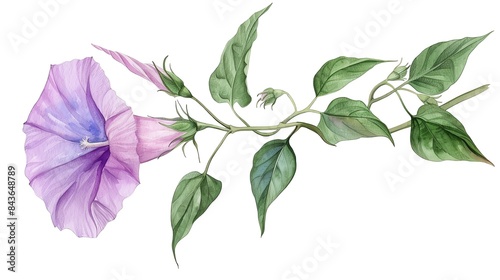 Beautiful watercolor painting of a purple morning glory flower on a vine with green leaves, showcasing nature's elegance and delicate beauty. photo