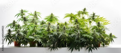 Indoor cultivation of cannabis with beautiful green marijuana leaves and flowers creating a stunning copy space image on a white background