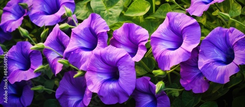 Morning glory flowers with their vibrant purple hue belong to a vast family of over 1 000 flowering plant species known as Convolvulaceae Copy space image