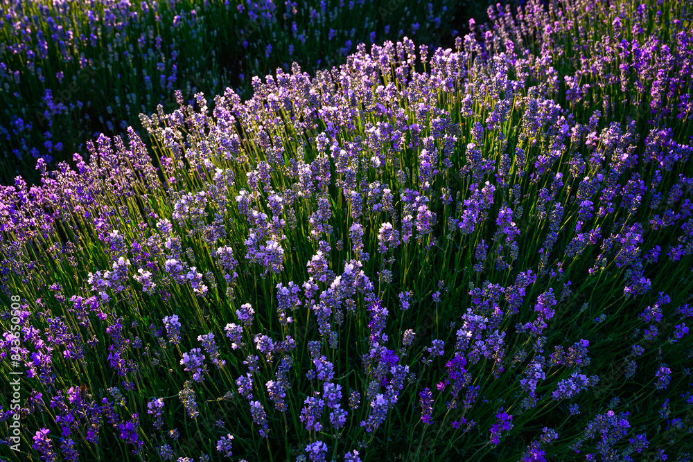 Naklejka premium lavender, flower, nature, purple, plant, field, flowers, garden, 