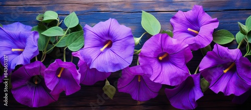 Morning glory flowers with their vibrant purple hue belong to a vast family of over 1 000 flowering plant species known as Convolvulaceae Copy space image photo