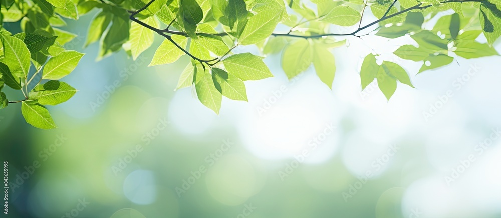 Obraz premium The alluring scenery of vibrant green leaves stands out against the blurred greenery sky backdrop in a public garden park creating a captivating landscape display suitable for wallpapers and backdrop