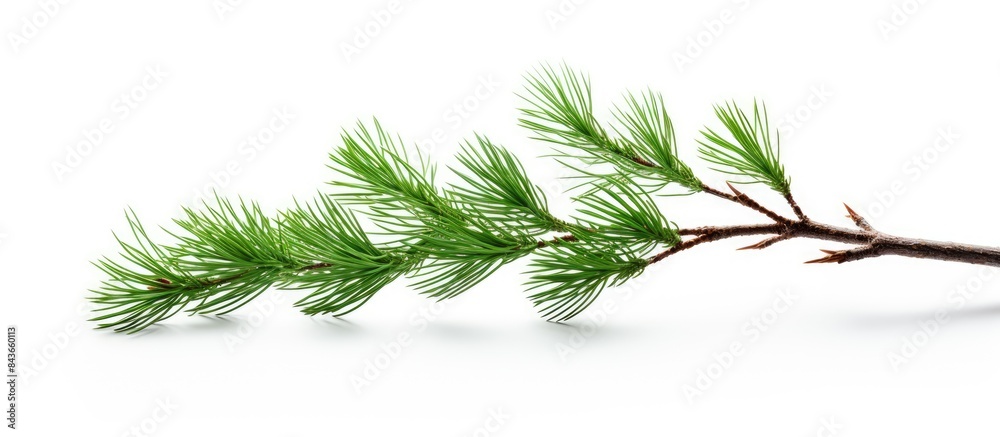 Fototapeta premium pine branch isolated on white background. copy space available