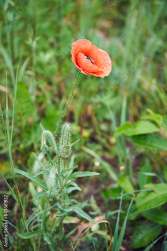 Mak ,Papaver L.