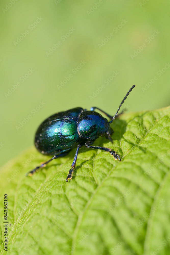 Dark green ladybug on a leaf Dark green ladybug on a leaf