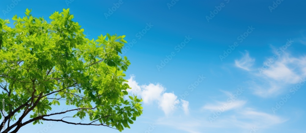 Closeup green tree in the garden with beautiful blue sky background with copy space Closeup green tree in the garden with beautiful blue sky background with copy space