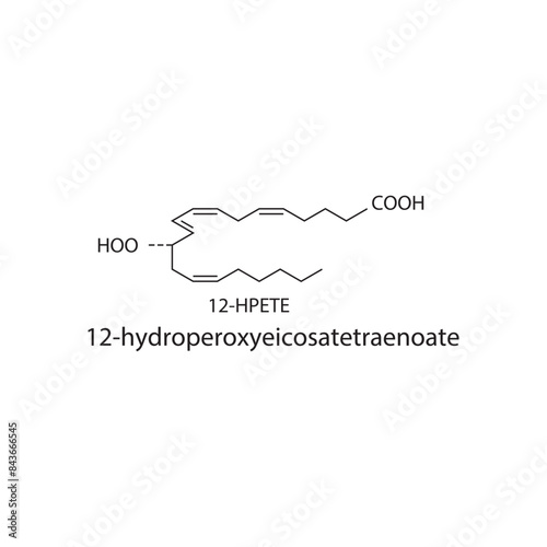 12HPETE, 12-hydroperoxyeicosatetraenoate skeletal structure diagram.prostanoid compound molecule scientific illustration on white background. © Basstock