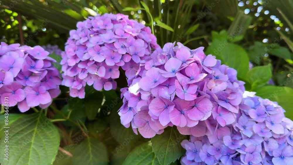 Beautiful purple hydrangeas in full bloom against lush green foliage in a garden setting Beautiful purple hydrangeas in full bloom against lush green foliage in a garden setting