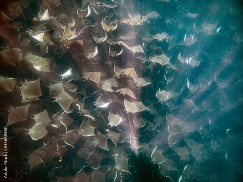 mobula ray aggregation