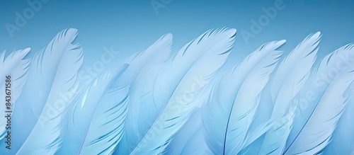 Feathers background light blue background with goose feather frame border Blue texture with copy space