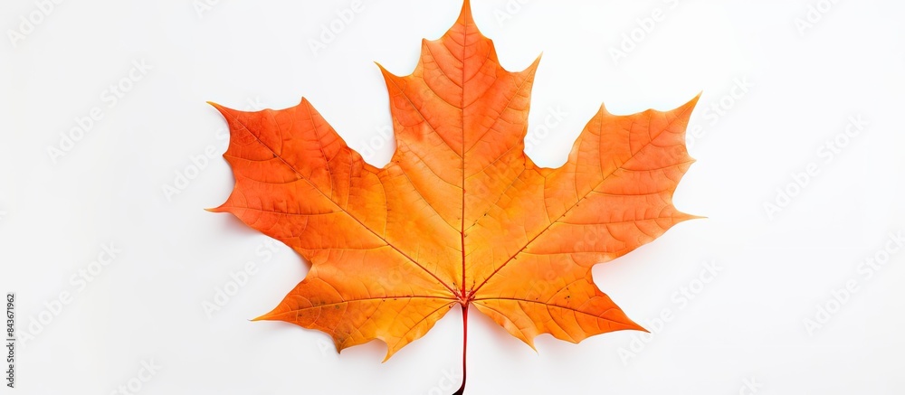 Obraz premium maple autumn leaf on white background. copy space available