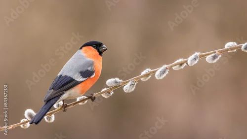 Obraz Gil zwyczajny Pyrrhula pyrrhula