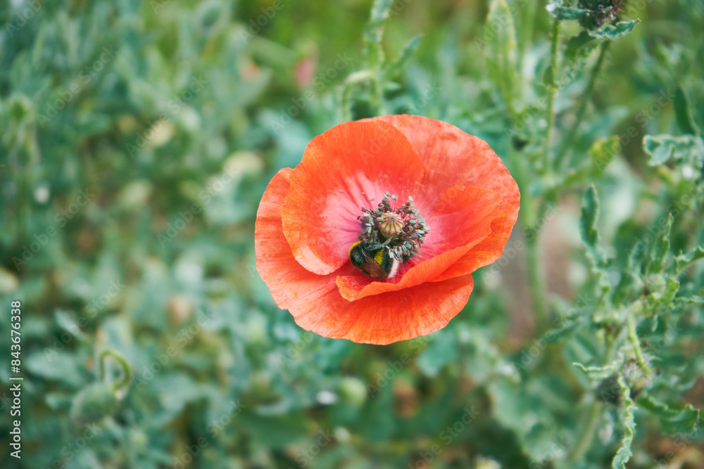 Fototapeta premium Mak ,Papaver L.