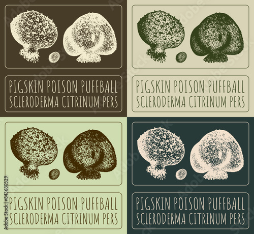 Set of vector drawing PIGSKIN POISON PUFFBALL in various colors. Hand drawn illustration. The Latin name is SCLERODERMA CITRINUM PERS.