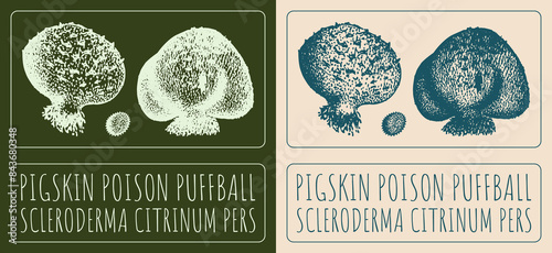 Drawing PIGSKIN POISON PUFFBALL. Hand drawn illustration. The Latin name is SCLERODERMA CITRINUM PERS. photo