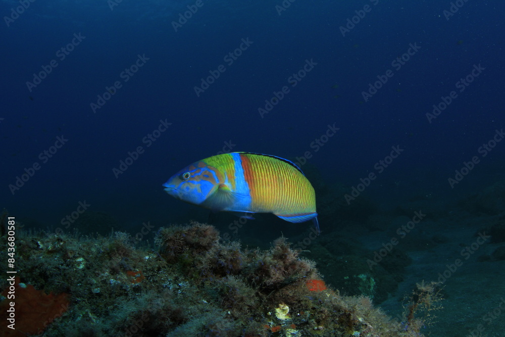 Brightly coloured fish swims along the reef where it lives on the seabed. Brightly coloured fish swims along the reef where it lives on the seabed.