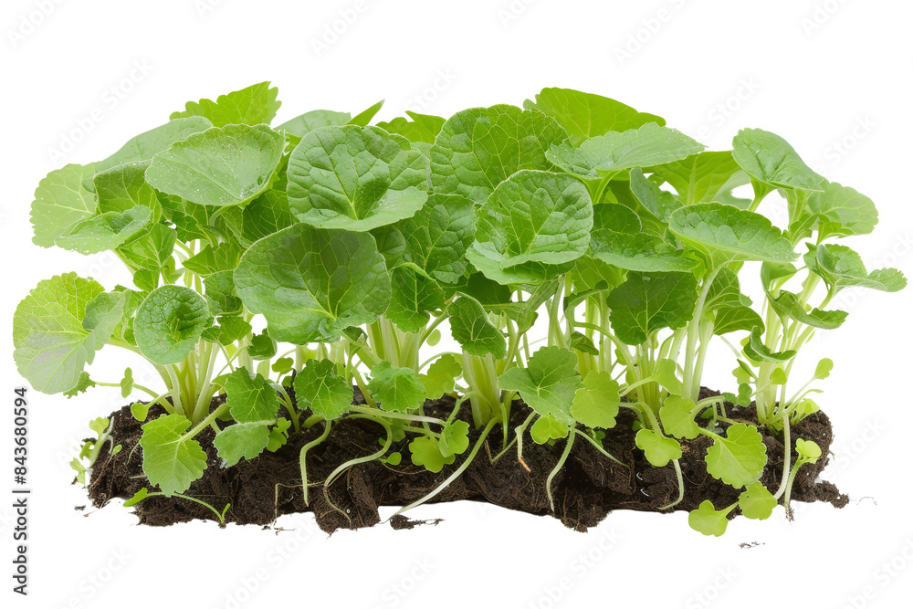 Fresh Green Seedlings of Young Plants Growing in Soil Isolated on White Background - Perfect for Gardening, Agriculture, and Nature Concepts Fresh Green Seedlings of Young Plants Growing in Soil Isolated on White Background - Perfect for Gardening, Agriculture, and Nature Concepts
