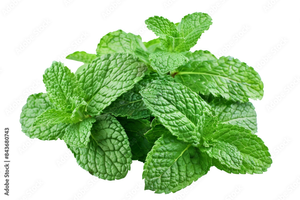Fresh Green Mint Leaves Isolated on White Background - High-Resolution Image of Vibrant Mint Leaves for Culinary, Herbal, and Aromatherapy Uses - Perfect for Food, Health, and Wellness Projects Fresh Green Mint Leaves Isolated on White Background - High-Resolution Image of Vibrant Mint Leaves for Culinary, Herbal, and Aromatherapy Uses - Perfect for Food, Health, and Wellness Projects