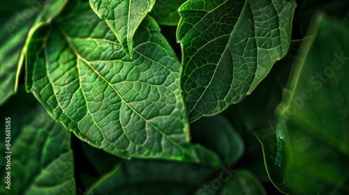 A macro photo capturing the intricate details of lush green leaves. The image highlights the veins and textures of the foliage