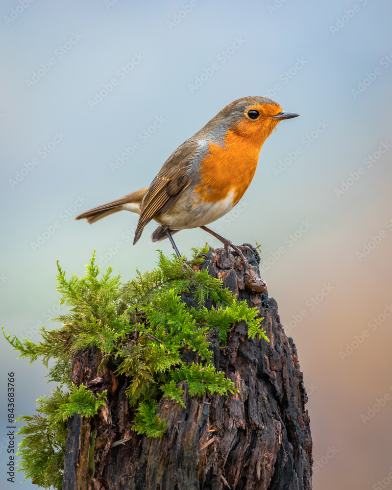 Fototapeta premium rudzik zwyczajny Erithacus rubecula