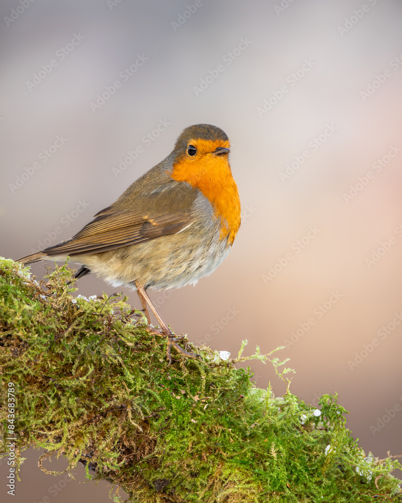 rudzik zwyczajny Erithacus rubecula rudzik zwyczajny Erithacus rubecula