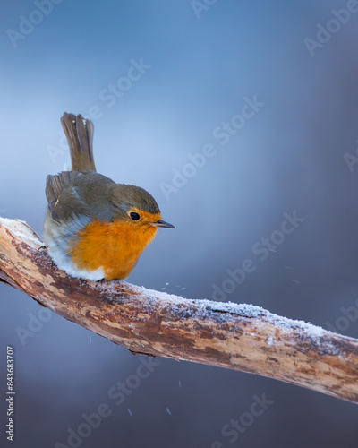 rudzik zwyczajny Erithacus rubecula