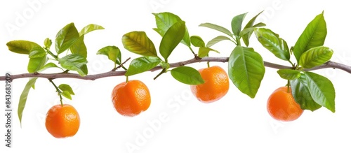 Orange fruits hanging from a branch with green leaves on a white background, isolated and with a clipping path.