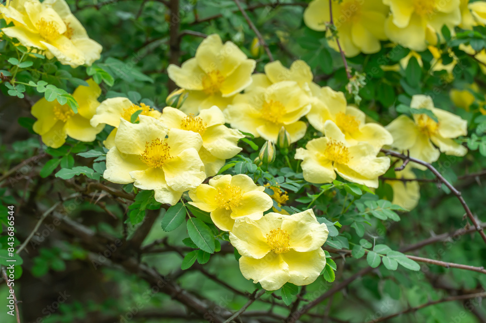 Yellow flowers of bush rosa hugonis blooming in garden. Deciduous shrub of father hugos rose with arching habit. Golden rose china five petals. Landscape in effective barrier or hedge family rosaceae. Yellow flowers of bush rosa hugonis blooming in garden. Deciduous shrub of father hugos rose with arching habit. Golden rose china five petals. Landscape in effective barrier or hedge family rosaceae.